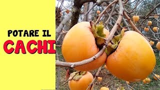 POTARE IL CACHI [upl. by Asle]