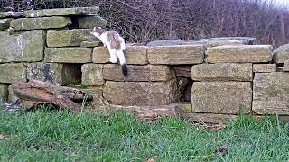 Stoat vs Weasel  Discover Wildlife  Robert E Fuller [upl. by Ecertak160]