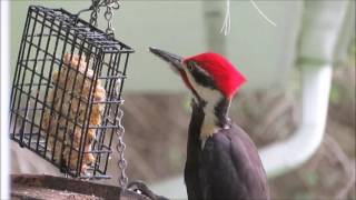 Pileated Woodpecker Call [upl. by Allanson]