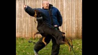 How to Train a Dog to Attack K91com [upl. by Selij1]