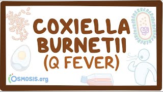 Coxiella burnetii Q fever  an Osmosis Preview [upl. by Esille949]