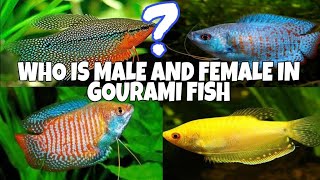 Gourami Fish Male And Female Deffrences [upl. by Llebanna]