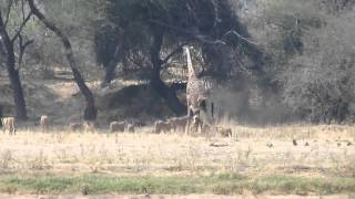 Best Footage EVER of Lion Kills Giraffe Lion vs Giraffe [upl. by Nylirahs]