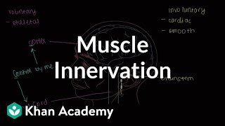 Muscle innervation  Muscularskeletal system physiology  NCLEXRN  Khan Academy [upl. by Tnecillim]