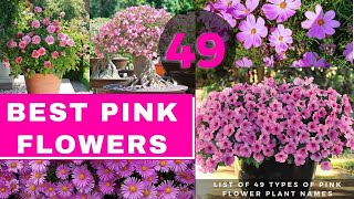 List of 49 Types of Pink Flower Plant Names  Best Pink Flowers [upl. by Ely424]