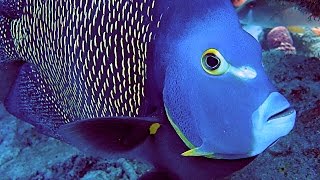 Best Of Bonaire HD  24 Boat Shore amp Wreck Scuba Dives  Macro Wide Angle Fish amp Creatures 2 [upl. by Doniv]