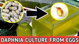 HOW TO HATCH DAPHNIA EGGS  HOW TO CULTURE DAPHNIA [upl. by Elna]