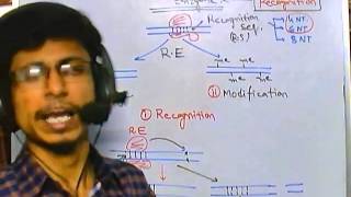 Types of restriction enzyme [upl. by Armilla]