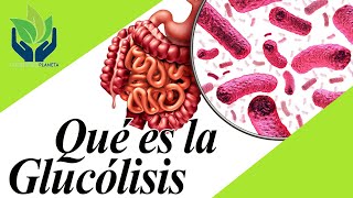 Glucolisis explicación fácil y ejemplos [upl. by Nameerf]