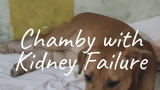 Chamby With Kidney Trouble [upl. by Ranip314]