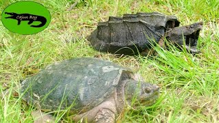 Common Snapping Turtle VS Alligator Snapping Turtle [upl. by Birdie]