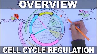 Cell Cycle Regulation  Basic Overview [upl. by Haig]