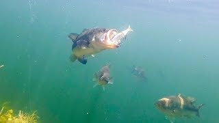 BIG Swimbaits Getting DESTROYED Epic Underwater Footage [upl. by Kruter]