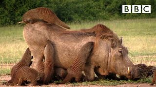 This Warthog took a trip to the Mongoose Spa  Banded Brothers  BBC [upl. by Tuesday]