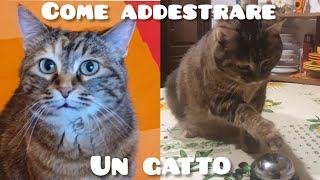 Come addestrare il proprio gatto  guida semplice [upl. by Magbie]