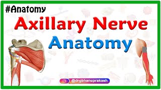 Axillary nerve Anatomy  Origin Course Branches innervation  Usmle Step 1 Anatomy [upl. by Rombert671]