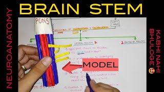 Brain Stem  1  Medulla Oblongata [upl. by Shiri]