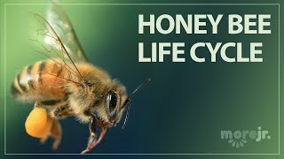 The Life Cycle of a Honey Bee [upl. by Lartnom]