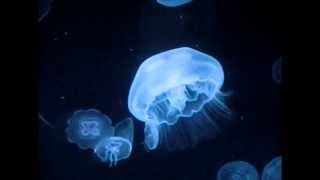 Jellyfish Swimming Slow Motion Animation Reference [upl. by Eitra322]