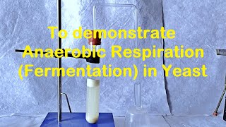 Fermentation in Yeast Experiment [upl. by Essam]