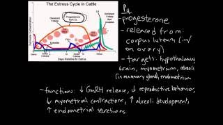 Estrous Cycle [upl. by Pollerd19]