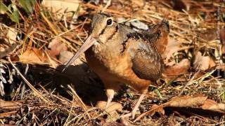 American Woodcock quotPeentquot Call [upl. by Anattar]