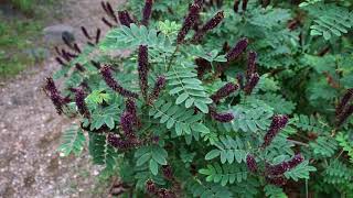 Guild Tour  Amorpha Fruticosa Bush with many fruiting plants [upl. by Saylor]