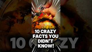 10 Shocking Instant Noodle Facts You Never Knew 3 Will Surprise You [upl. by Stovall488]