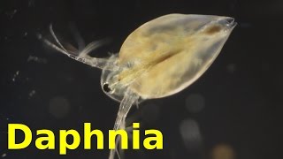 Daphnia [upl. by Eicram934]