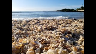 Shelling on Sanibel Island Florida Beach [upl. by Selig]