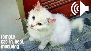 FEMALE CAT IN HEAT MEOWING TO MALE  PRANK YOUR PETS [upl. by Naes]