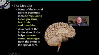 The Medulla Oblongata and Pons [upl. by Enrique]