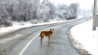 Snowy  a homeless dog wandering the street [upl. by Marashio]