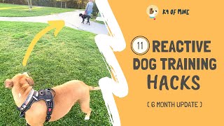 11 Reactive Dog Training Hacks Walking a Dog Who Barks amp Lunges [upl. by Liemaj]