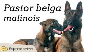 Pastor belga malinois  Características y adiestramiento [upl. by Eldrid]