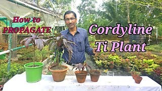 3 Easiest Methods to Propagate Hawaiian Ti Plant [upl. by Onida]