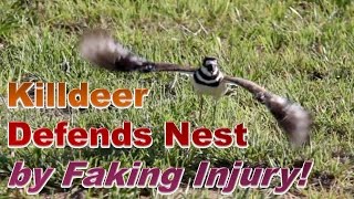 Killdeer Defends Nest by Faking Injury [upl. by Matt]