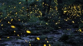 Tennessee fireflies A summertime light show [upl. by Binnie]