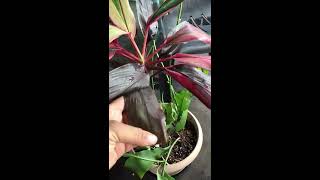 Ti Plant Rescue Cordyline Fruticosa [upl. by Alroy]