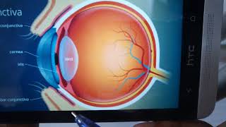 CONJUNCTIVA general structure quick review in easy way [upl. by Kennie]