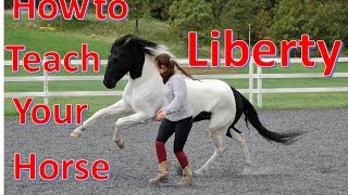 How to Teach Your Horse to do LIBERTY The first steps of liberty training [upl. by Kessia]