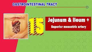 Femoral Triangle Anatomy Part 1  Diagram Boundaries Content Femoral Sheath [upl. by Annette]