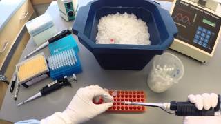 PCR Protocol  Part 1 [upl. by Ahkihs]