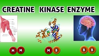 CREATINE KINASE Enzyme  Clear Over View [upl. by Gillan364]