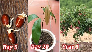 How to propagate lychee from seeds [upl. by Ennaerb]