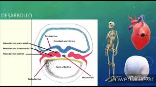 DESARROLLO EMBRIONARIO SISTEMA MUSCULO ESQUELÉTICO [upl. by Ykcor]