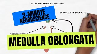 2Minute Neuroscience Medulla Oblongata [upl. by Arodaeht]