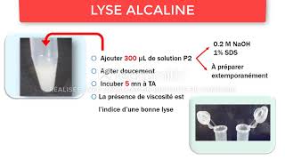 Protocole dextraction de lADN plasmidique [upl. by Anelleh641]