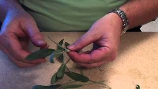 Propagation by Cutting [upl. by Llenet]