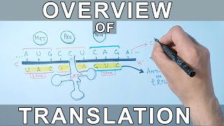 Overview of Translation  Protein Synthesis [upl. by Ayinat879]